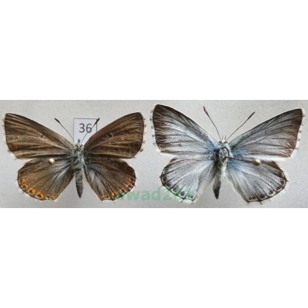 Polyommatus coridon (Poda, 1761) pair Poland36